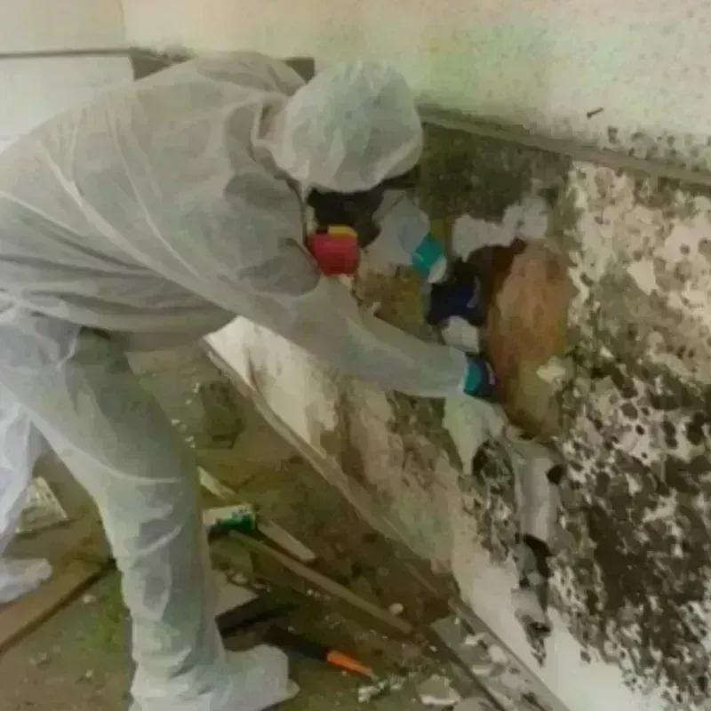 Mold Remediation and Removal in Harrisonville, MO